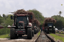La campagne sucrière 2026 lancée jeudi en Guadeloupe continentale