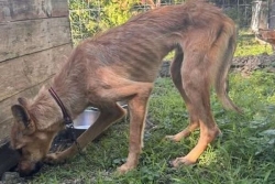 Deux cas de maltraitance animale traités par les gendarmes à Marie-Galante