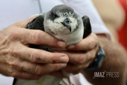 "On s'attend à récupérer jusqu'à 1 200 pétrels échoués" : l'absence de lune au pic d'envol s'annonce dangereuse en avril