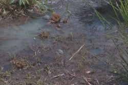 Assainissement en Guadeloupe : des eaux usées rejetées sans traitement, une bombe écologique à retardement pour les milieux aquatiques