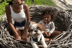 Chien tueur à Fort-de-France : une famille traumatisée, des habitants inquiets et les responsabilités en question