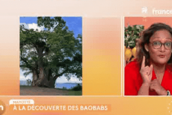 Le baobab de Mayotte, l'arbre au philtre d'amour