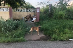 Maltraitance animale en Guyane : "sa bouche était grande ouverte avec une respiration intense"