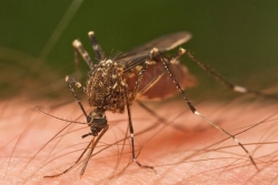 Le chikungunya en hausse à Mayotte