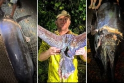 Steven Pierson capture un espadon estimé à 400 kilos avant d’affronter une tempête au large de Teahupoo