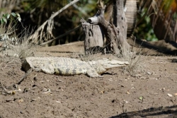 Un enfant de huit ans tué et mangé par un crocodile à Madagascar
