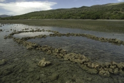 Les jardins de bénitiers calédoniens, garde-manger des tribus du bord de mer