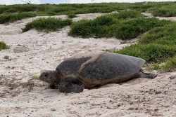 Immersion. Aux atolls d'Entrecasteaux, en Nouvelle-Calédonie, un sanctuaire pour tortues marines au cœur du projet Mégafaune (1/3)