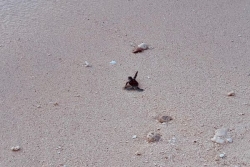 Immersion. Dans la réserve d’Entrecasteaux, en Nouvelle-Calédonie, l’odyssée des tortillons de l’îlot Huon (2/3)