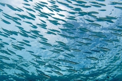 "Ce sont des réserves de papier" : malgré les aires marines protégées, les poissons déclinent à cause des actions de l'homme