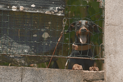 « Je demande pardon aux riverains les plus proches », déclare Vatea Ioane responsable du chenil d’Afaahiti
