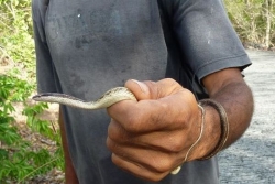 La préfecture de Guadeloupe relance l’appel à témoignages pour retrouver des couresses, serpents protégés et inoffensifs