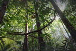 Guyane : l'explorateur Raymond Maufrais disparu dans la forêt amazonienne il y a 76 ans officiellement déclaré mort