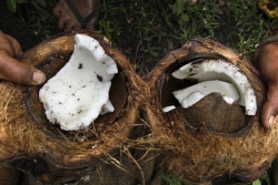 En Guadeloupe, la noix de coco se recycle et ouvre la voie à une filière d’avenir