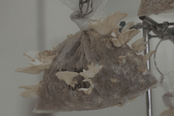 VIDEO. Champignons de Martinique : une filière prometteuse prête à éclore