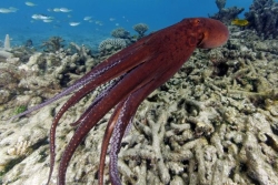 Interdiction de la pêche aux poulpes à Mayotte à compter du 1er avril