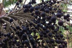 Wassaï contaminé et décès dus à la maladie de Chagas en Amapa, quelle surveillance en Guyane ?