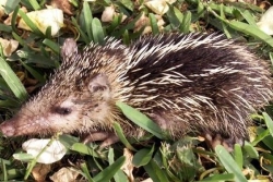 Chasse aux tangues : 65 tangues saisis pour non-respect de la réglementation, 51 animaux relâchés dans leur milieu naturel