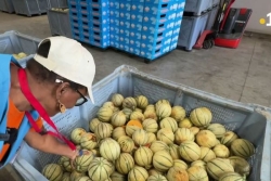 Melons de Guadeloupe : une saison prometteuse après une année difficile
