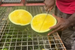 INSOLITE. Les pastèques jaunes de Luidgi Hibade, à Baie-Mahault