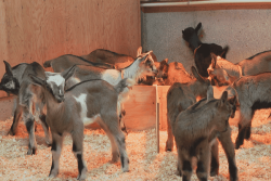 "Treize mises bas avec des triplés" : quatre-vingt chevreaux nés en trois semaines à Miquelon