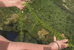 Une plante d’aquarium envahit la rivière Langevin