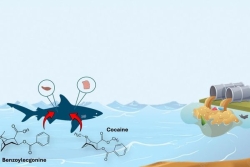 Des requins exposé à la cocaïne et aux médicaments : une découverte inquiétante aux Bahamas