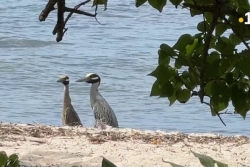 Le Gosier : Quid des plages après le camping de Pâques ? "Hormis les feux au sol, il n'y a pas trop de déchets"