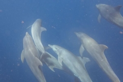 L’association Ceta´Maore lance la première session 2026 de la formation « d’observateur en mer » 