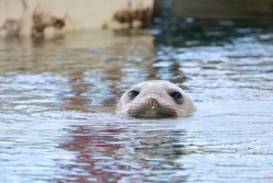 Un éléphant de mer observé dans le port de Sainte-Marie : "généralement ce sont des jeunes individus qui ont un comportement erratique" 