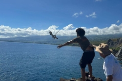 Nuits sans lumières : en ce moment, près de 100 pétrels de Barau échouent et sont pris en charge chaque jour