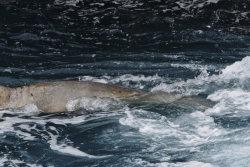 Léo l'éléphant de mer se baladait samedi au Tremblet