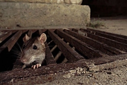 Leptospirose : 142 cas recensés dont un décès depuis le début de l'année, "une recrudescence à un niveau exceptionnel" alerte l'ARS