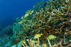 “J’ai appris que les coraux ne sont pas seulement là pour faire joli” : des étudiants mahorais formés au suivi des récifs coralliens