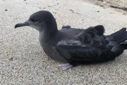 Quand les puffins prennent leur envol, le 16 devient le numéro de secours à connaître