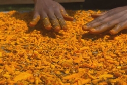 Le pari du curcuma bio au cœur de la Guadeloupe