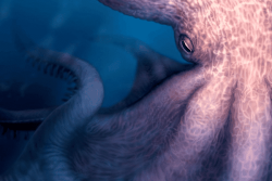 Découverte de poulpes géants de 19 mètres de long du temps des dinosaures 