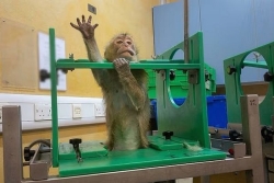 Une vidéo dénonce la maltraitance des macaques mauriciens dans les laboratoires britanniques 