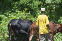 Le Parlement européen approuve le doublement des fonds agricoles à destination des régions ultrapériphériques