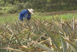 Près de 4,7 millions d'euros mobilisés pour indemniser les exploitants agricoles sinistrés à La Réunion