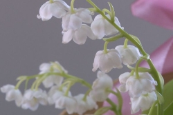 Muguet du 1er mai : à La Réunion, des fleuristes ouverts, et des vendeurs occasionnels moins nombreux dans les rues 