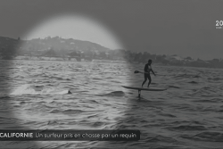 Course-poursuite terrifiante : un surfeur traqué par un grand requin blanc à Santa Barbara
