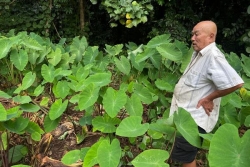 Le choc pour Papi Ah Sin : son champ de taro à Moorea en grande partie pillé