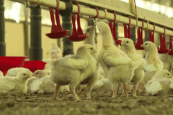 VIDEO. Agriculteurs martiniquais sous pression : la FNSEA à l'écoute des spécificités locales
