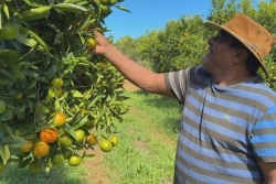 La saison des agrumes débute à La Réunion, elle s'annonce mauvaise chez Luguy Yebo à Petite-Île