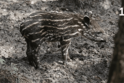 Intrusion nocturne au zoo de Guyane : un bébé tapir  disparu