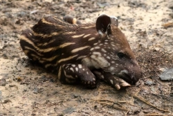 Le bébé tapir du zoo de Guyane a été retrouvé