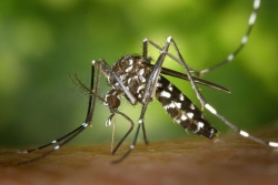 Dengue et chikungunya : la France en alerte face au moustique tigre, vigilance accrue en Guyane et à Mayotte