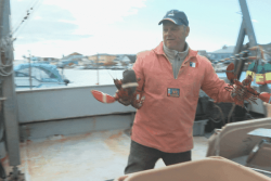 La saison de pêche aux homards est ouverte depuis le 1er mai : le point sur la réglementation 2026