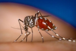 Santé : Mayotte connaît une recrudescence des cas de paludisme, un voyageur en provenance de Nosy Bé atteint de Mpox